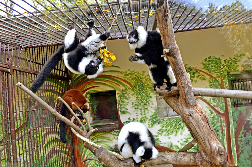 Jesenné lístie slúži ako zábavka pre lemury.