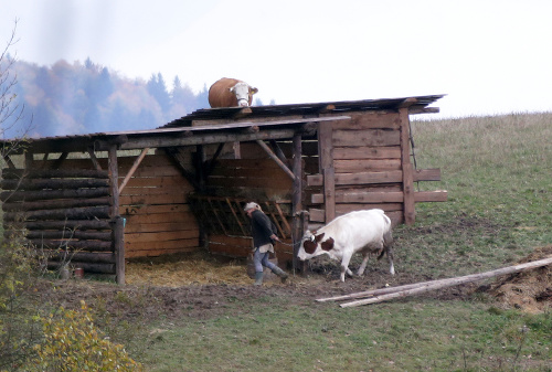 Čitateľovi Nového Času sa podaril vtipný záber kravy, ktorá tiež „účinkuje“ na Farme.