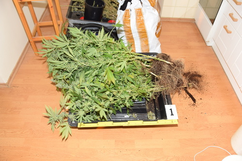 Tieto rastliny marihuany našli kriminalisti v byte v Trenčíne.