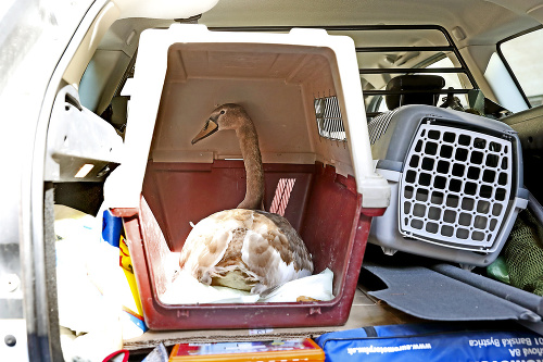Štátna ochrana prírody previezla labuť priamo k veterinátorovi.