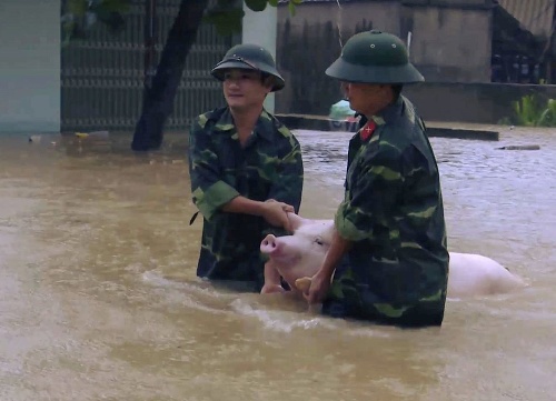 Dvaja vojaci sa brodia s prasaťom po zaplavenej ulici v provincii Thanh Hoa na severe Vietnamu.