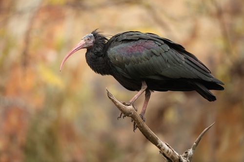 Ibis skalný: Takéto vtáky uleteli z pražskej ZOO.