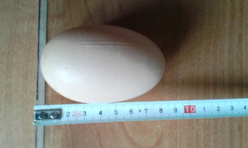 Vajíčko od sliepky z Prakoviec meralo necelých osem centimetrov.