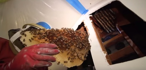 Pre záchranu včiel ako i mužovho domu bolo potrebné prebúrať izoláciu v stene.