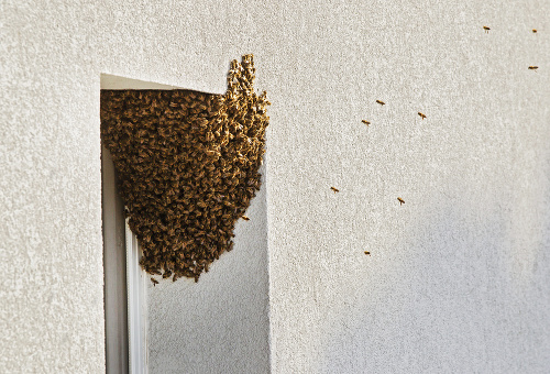 Včelí roj sa usadil na terase.