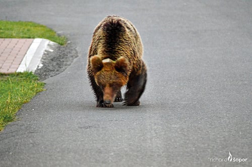 Medvedica zúfalo pobehovala po ulici a hľadala svoje ratolesti.