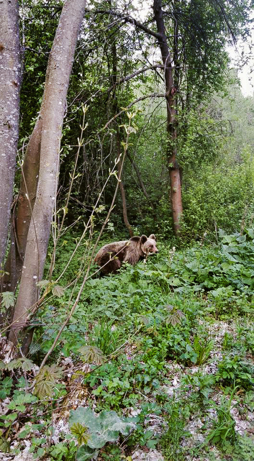 Cestu mu skrížila táto medvedica a jej dve mláďatá.