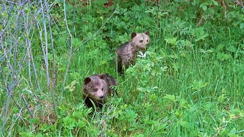 Skončia v Maďarsku: Ingine mláďatá sú zatiaľ v karanténe v Bojnickej zoo.