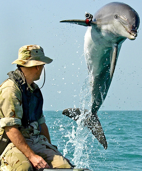 Americké námorníctvo trénuje delfíny už od 60. rokov minulého storočia.
