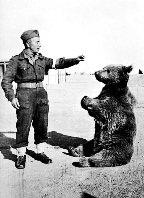 Zatiaľ čo naše medvede behajú po  Tatrách, sibírsky hnedý medveď Wojtek behal počas druhej svetovej vojny po bojovom poli. 