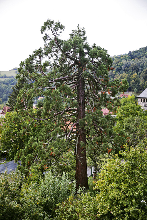 Miestni sú odhodlaní vzácny strom zachrániť za každú cenu.