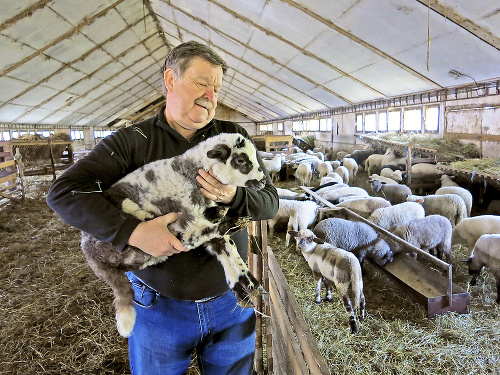 Kandidáta vied očaril chov oviec.