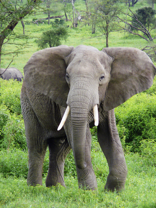 Slon africký.