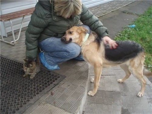 Týraný psík sa zotavuje po plastickej operácii. 