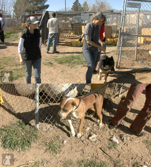 Dobrovoľníci zachránili 89 psov, ktoré žili v strašných podmienkach uprostred púšte Mojave.