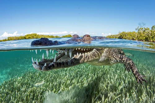 Kuba, 2016: Na zúbky sa pozrel krokodílovi morskému.