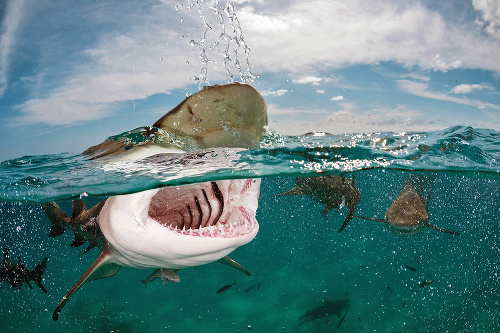 Bahamy, 2014: Takto Martin zachytil desivé čeľuste žraloka citrónového.