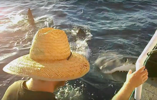Malvína si útok žraloka i sama nasnímala na kameru.