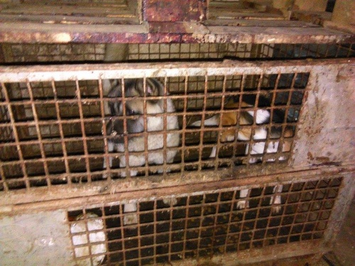 Zvieratá žijú na farme veterinára v hrôzostrašných podmienkach.