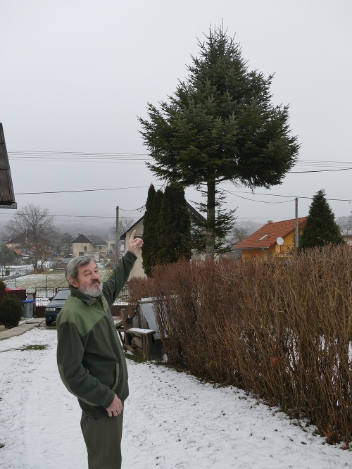 Anton Lelák ukazuje, odkiaľ zrezáva stromčeky.