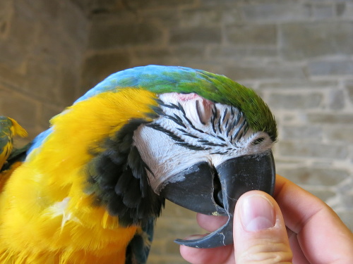 Papagáj druhu Ara Ararauna Pedro je veľmi vzácny.