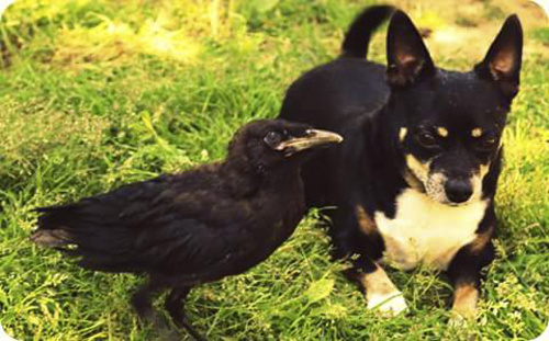 Vrana sa znáša aj so psíkmi.
