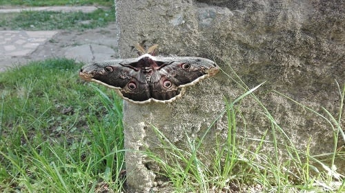 Vzácny motýľ má rozpätie krídel 13 cm.