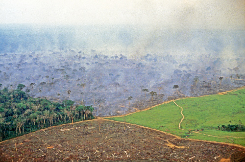 Amazonský prales:  Mení sa na holú planinu, aby vznikol priestor pre pasenie dobytka.