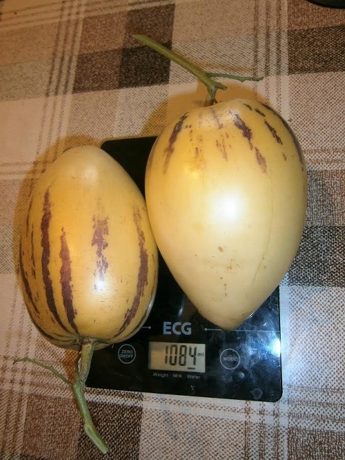 Dva plody Pepina vážia vyše kilogramu.