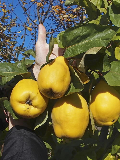 Výrazne žlté plody vážia až pol kila.