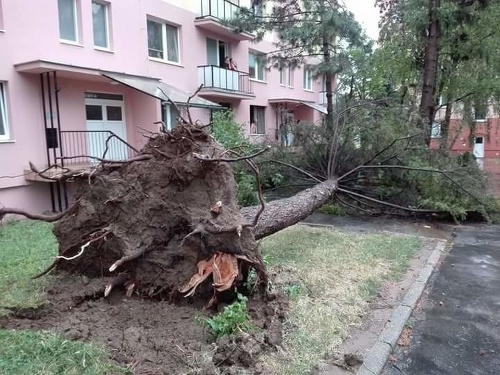 Vietor vyvalil strom  aj s koreňmi.