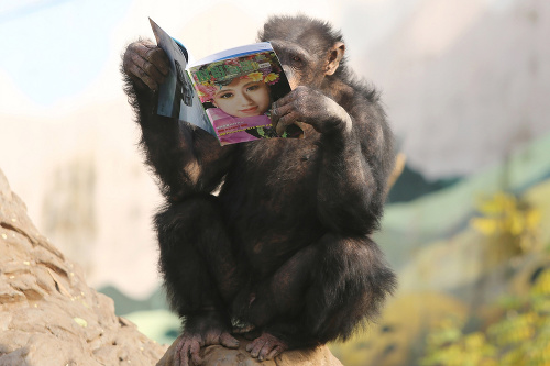 V tej zoo musí byť poriadna nuda, keď sa do rúk šimpanza zatúlal magazín, z ktorého nevedel odtrhnúť svoj pohľad. 