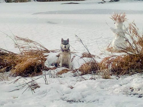 Sučka strážila snehuliaka celé dva dni  dúfajúc, že sa jej majiteľka vráti.