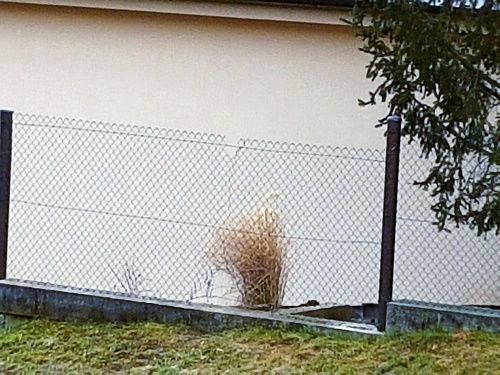 Toto je diera v plote, ktorú spravili zločinci, aby sa dostali do domu.