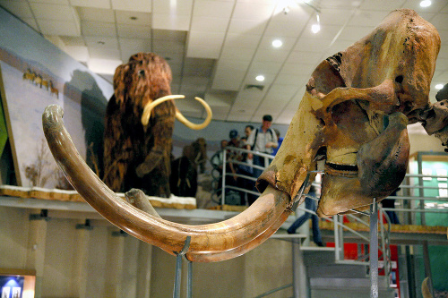 GIGANTI: V Ja kutskom múzeu majú hneď nie koľko exemplárov mamuta.