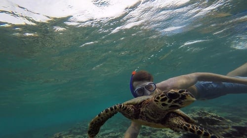 Na exotickm ostrove pláva s korytnačkami.