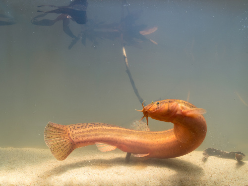 Misgurnus anguillicaudatus: Tento druh rybiek dokáže prežiť aj s minimom kyslíka.