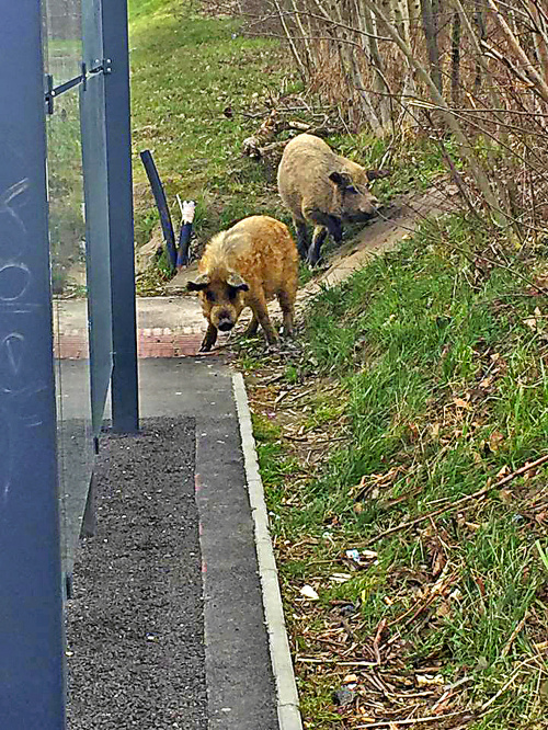 Prasiatka sa vybrali na nákupy do Borov.