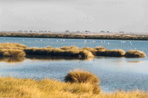Močiare: Bažiny Národného parku Doñana podľa amerických vedcov ukrý vajú stratený svet.