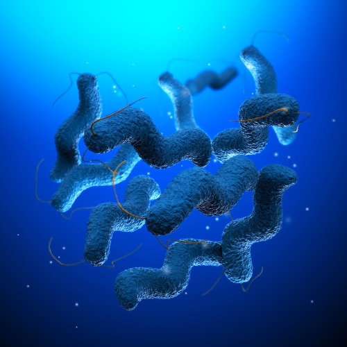 Campylobacter