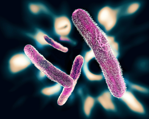 Shigella