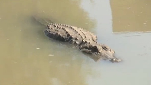 Voda bola plná takýchto krokodílov, Tommieho pred nimi varovali.