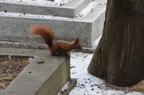 Veveričky sú neoddeliteľnou súčasťou cintorína.