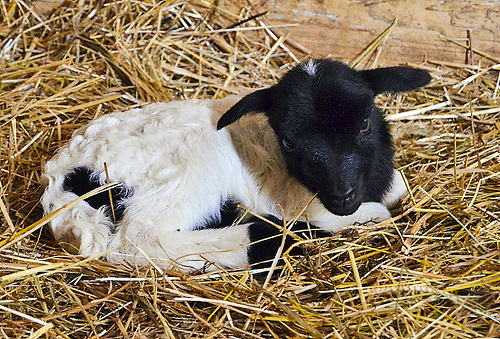 V zoo prišlo na svet aj toto mláďa ovce kamerunskej.