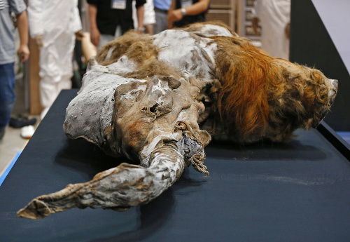 V roku 2013 na Sibíri objavili jedno z tiel mamuta srstnatého.