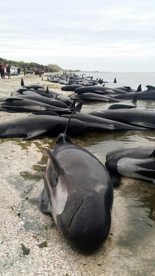 Na brehu Nového Zélandu uviazli stovky veľrýb.