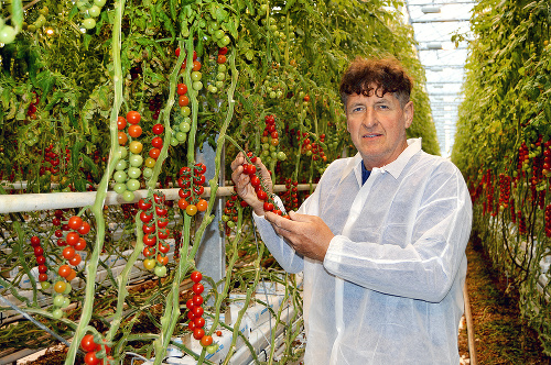 Farmár Jozef Porubský prezradil, že paradajky zbierajú až keď sú dozreté, na rozdiel od dovážaných, ktoré dozrievajú cestou na Slovensko.