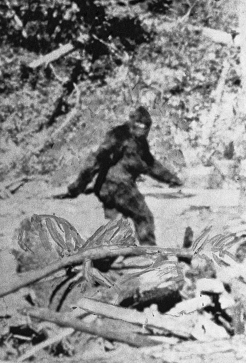 Americký:  Západná verzia yetiho sa volá Bigfoot. Tento bol spozorovaný v kalifornských lesoch.