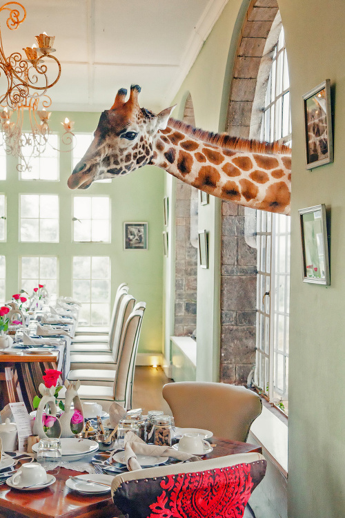 Žirafa v okne 