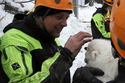 Záchranári našli v lavínou zavalenom hoteli tri živé šteniatka. 